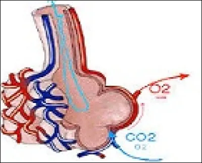 Quel mot n'est pas synonyme de clique ?