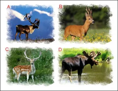 Le caribou se situe en :