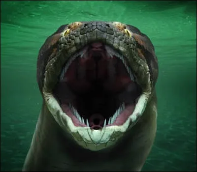 Titanoboa est le plus grand serpent fossile découvert.