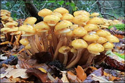 Si je vous dis : « Une marchandise toujours en rayon », vous répondez :