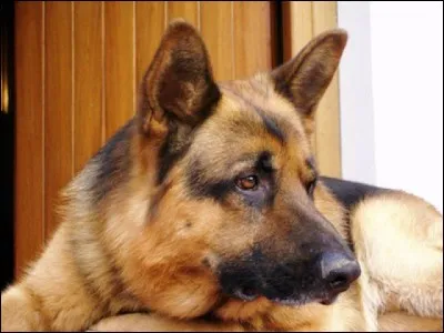 Comment dit-on "chien" en espagnol ?