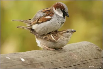 Quel est cet oiseau ? (Image choquante)