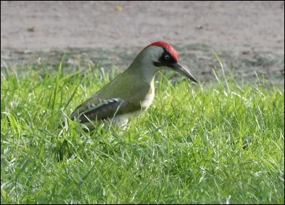 Quel est cet oiseau ?