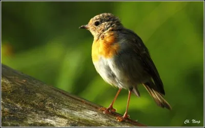 Quel est cet oiseau ?