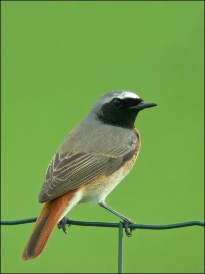 Quel est cet oiseau ?