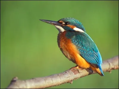 Quel est cet oiseau ?