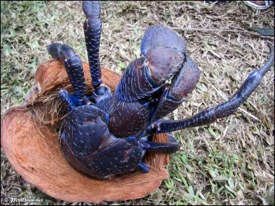 Quelle est la nourriture du crabe des cocotiers ?