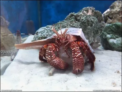 Quelle est la différence entre le crabe des cocotiers et le bernard-l'hermite ?
