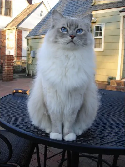 Cette question est un petit bonus car c'est ma race de chats préférée. (Attention, c'est dur)