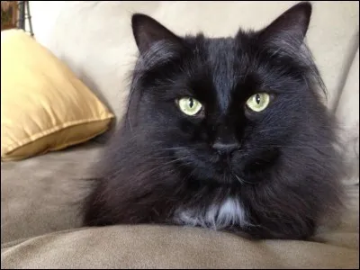 Quelle est cette race ?