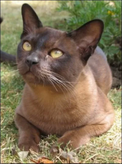 Et celle-là qui ressemble un peu à un bouledogue ?