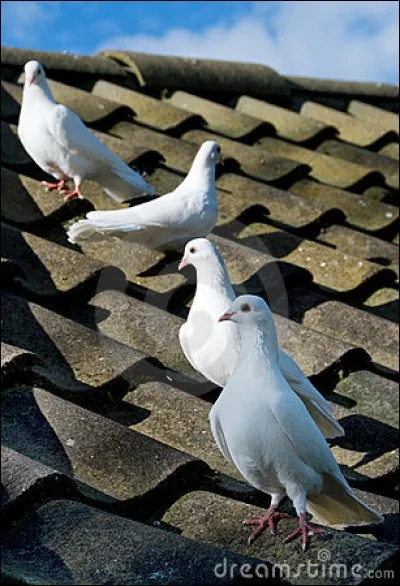 Qui a écrit "Si vous dites aux grandes personnes : "J'ai vu une belle maison en briques roses, avec des géraniums aux fenêtres et des colombes sur le toit, elles ne parviendront jamais à imaginer cette maison, il faut leur dire, j'ai vu une maison de 100 000 francs, alors elles s'écrient "comme c'est joli"" ?