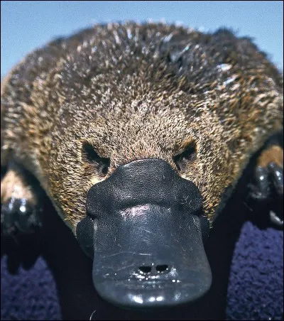 Comment écrit-on l'animal dans l'image ?