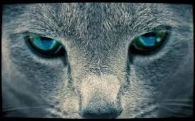 Comment meurt Étoile Bleue ?