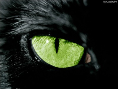 Quand un chat est à l'ombre ou qu'il joue, que fait sa pupille ?