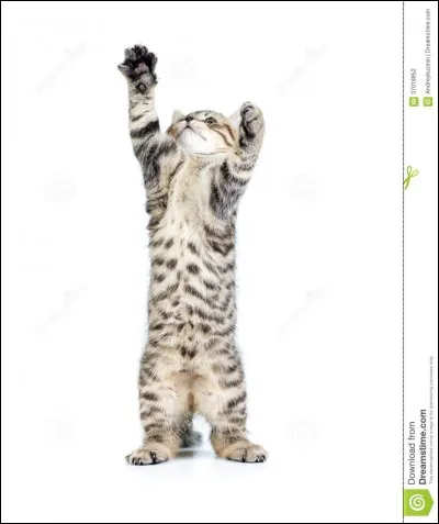 Un chaton a presque atteint sa taille adulte à...