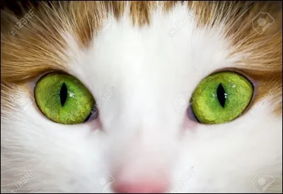 Qu'est-ce que la troisième paupière chez les chats ?