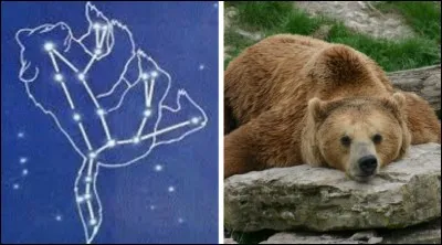 Grande Ourse - Quelle image correspond à l'ours à lunettes ?