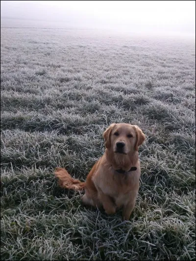 De quelle race s'agit-il ?