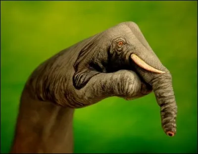 Elle a des mains ravissantes.