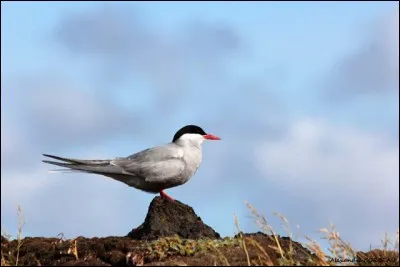 Palmipède voisin des mouettes mais à bec long, droit et pointu, à tête noire et à dos gris, vivant sur les côtes :