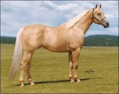 Quel est le nom de cette couleur de robe de cheval ?