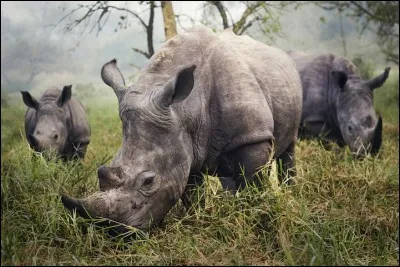 De quoi est compos&eacute;e la corne du rhinoc&eacute;ros ?