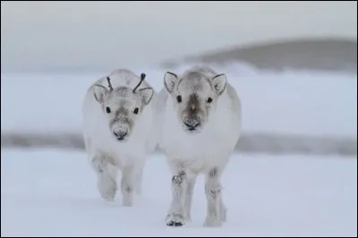 Vous reconnaissez ces animaux. Ce sont :