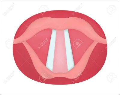 Lequel de ces organes du corps humain abrite les cordes vocales ?