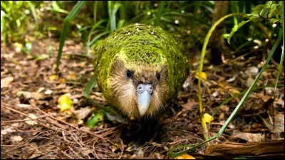 Le kakapo est un oiseau proche du perroquet.