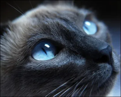 Quel sera son nom de guerrier ?