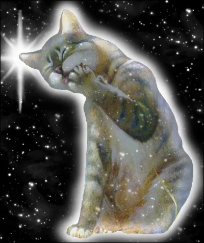 Quel signe doivent attendre les chats en rentrant ?