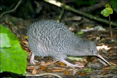 Le kiwi vole.