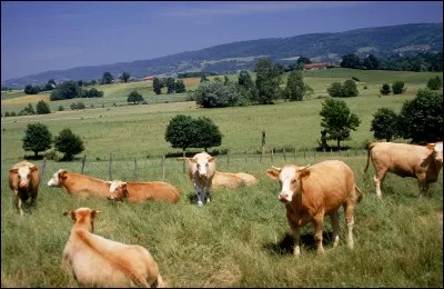 Du b&eacute;tail, des ... ?