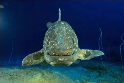 Le mâle clacanthe n'a aucun organe reproducteur.