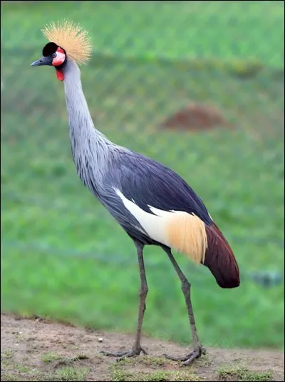 Quel est cet oiseau ?