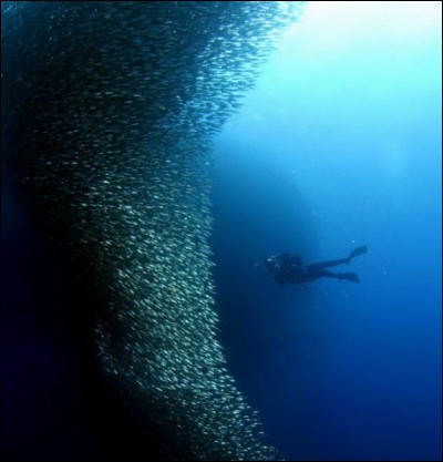 En moyenne, un banc de sardines peut mesurer jusqu'à :