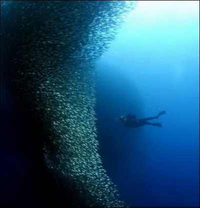 En moyenne, un banc de sardines peut mesurer jusqu'à :