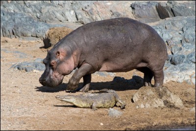 Combien de kilogrammes d'herbe un hippopotame peut-il manger par jour ?