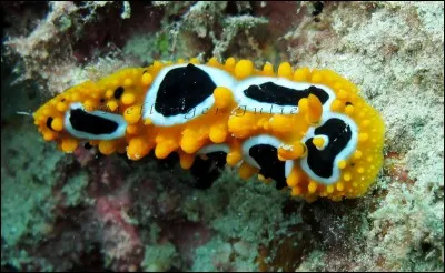 Comment surnomme-t-on cette limace de mer ?