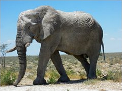 L'éléphant d'Amérique a la particularité d'être le plus petit de la famille des Elephantidae.