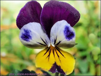 Quand les plantes changent de forme, ce sont des plantes...