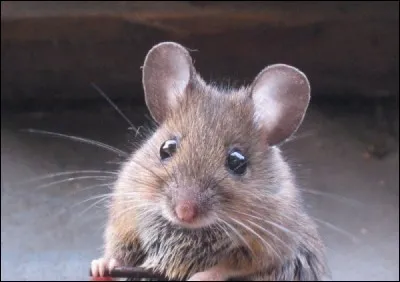 Pourquoi les souris n'aiment-elles pas les devinettes ?