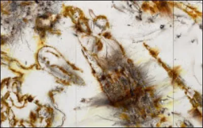 Pour l'oeuvre Desire for Zero Gravity, de qui Cai s'est-il inspiré ?