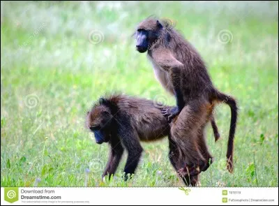 Les babouins vivent en groupes.