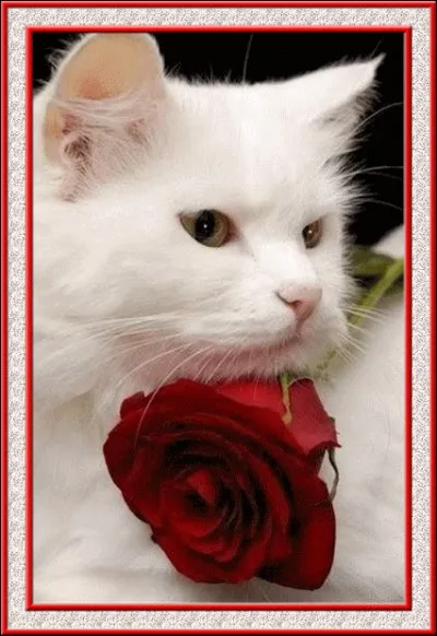 Quels sont, dans le bon ordre, les deux premiers mois de l'année ?