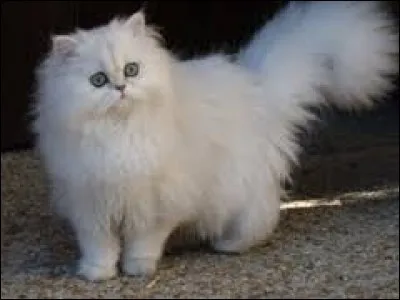 Chat08 - Quelle est la race de ce chat ?