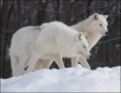 De quoi pourrait-on qualifier les bêtas ?