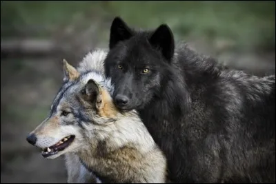 Qui se reproduit dans une meute ?