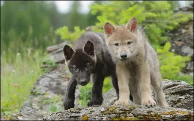 Quel est le nom donné aux louveteaux de plus de six mois ?